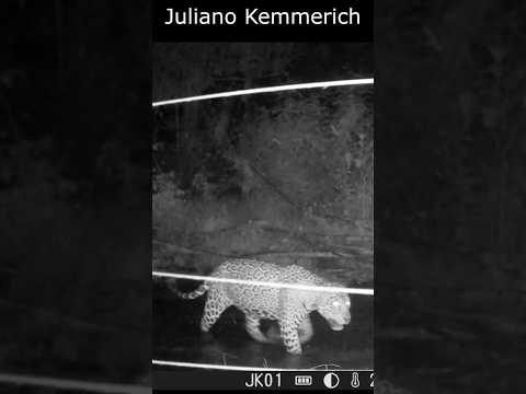 Onça e Enchente. Roraima...