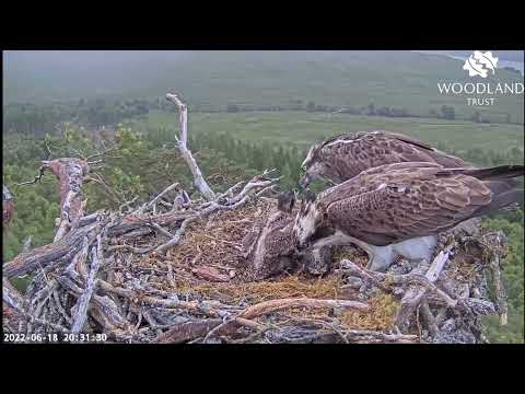 Dorcha screams in delight when Louis the Loch Arkaig Osprey delivers fish number four 18 Jun 2022