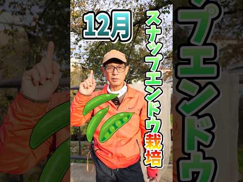いつ、どのようにエンドウ豆を地面に蒔くのですか？ 2月に種まきを始めてもいいでしょうか？  庭園