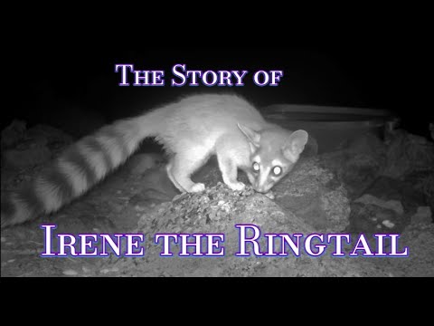 The heart warming story of Irene the Ringtail