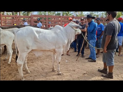 FEIRA DO  GADO DE LAGOA DE PEDRAS-RN 24.11.2025