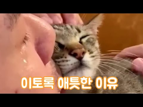 드라마보다 더 감동적인 길냥이와 집사의 사랑이야기 나의 사랑 나의 운명