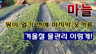 [텃밭농부 1,744]  대표적인 월동작물인 마늘밭에 땅이 얼기전 마지막 웃거름 주는 방법. #마늘재배