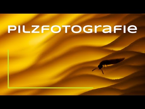 Mushroom photography - That certain something