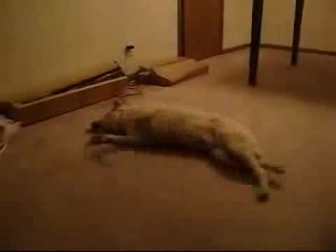 Cane pazzo sonnambulo