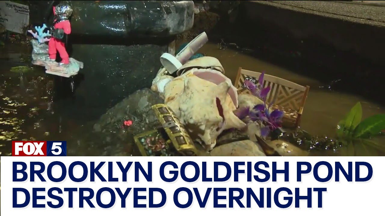 Brooklyn goldfish pond destroyed overnight