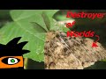 Look Upon This Moth and Dispair:  A Gypsy Moth Documentary