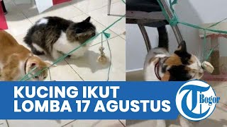 Cerita di Balik Video Viral Lomba 17 Agustusan untuk Kucing, Diberi Makan Ayam Rebus hingga Snack