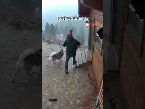 Flash Flood Rescue! They Choose Helps Save a Baby Deer #animalrescue #secondsfromdisaster #shorts