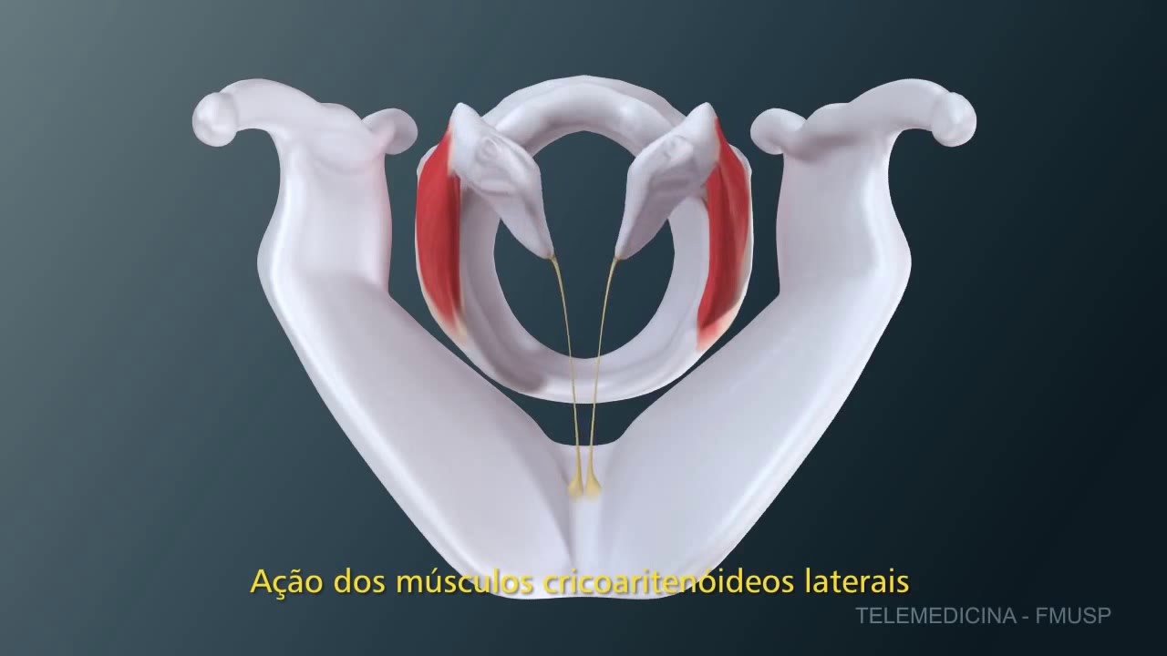 Biomecânica da Musculatura Intrínseca da Laringe - Fonoaudiologia Fonovim