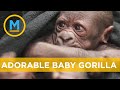 This Adorable Baby Gorilla Is Melting Our Hearts Your Morning