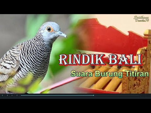 Merdunya Rindik Bali Terbaru Dan Suara Burung Titiran Dengan Suasana Pagi Hari Di Desa