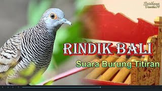 Download lagu Merdunya Rindik Bali Terbaru Dan Suara Burung Titi... mp3