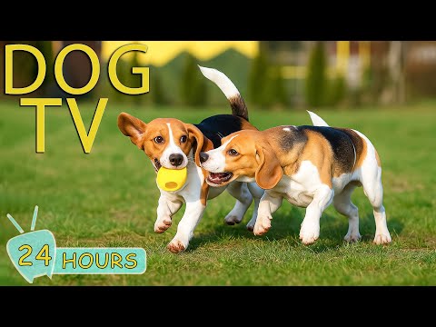 DOG TV: Videos Anti-Stress & Relax to No-Anxiety for Dogs Left Home Alone - Best Music for Dogs