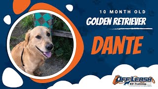 Download Lagu Best Golden Retriever Dog Training | Santa Cruz, CA | Dante Thumbnail
