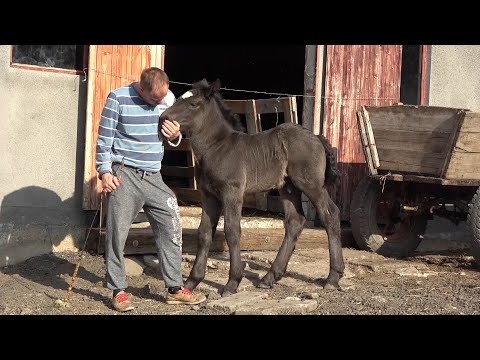 Caii lui Cipri de la Borsa, Cluj - Prezentare manji si iepe - 2020 Nou!!!