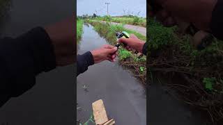 Download lagu Casting gabus di selokan kecil mantap  #fishing #angler #mancing #mancingmania #anglermania mp3
