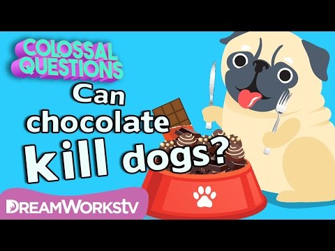 Will Chocolate Kill Your Dog? | COLOSSAL QUESTIONS