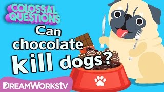 Will Chocolate Kill Your Dog? | COLOSSAL QUESTIONS