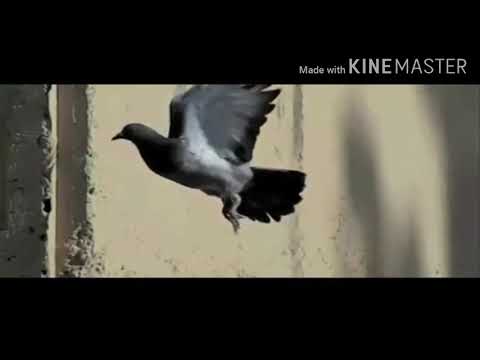 Bonom Ma Arsakmu - Marlen Manroe (Cover)