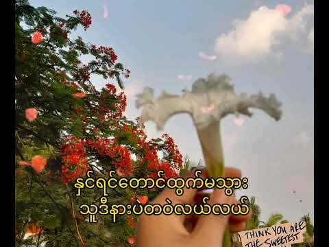 မောင့်အချစ်ဦး//နွဲ့ယဉ်ဝင်း၊သားသား၊ထက်ယံ💙
