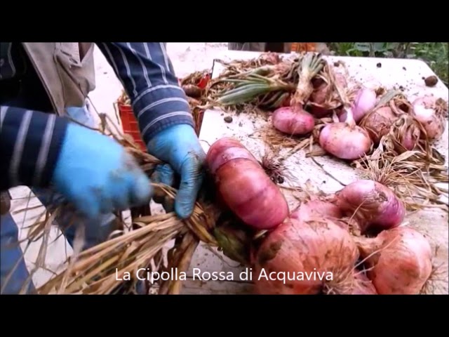 La biodiversità dal campo al laboratorio: gli studi sulla cipolla rossa di Acquaviva