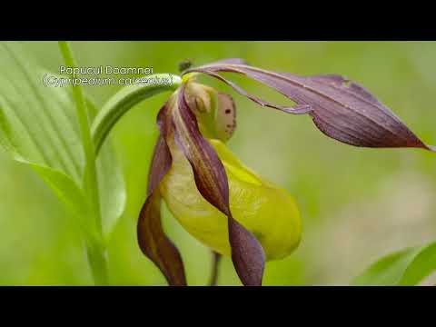 Parcul Natural Apuseni - Plante