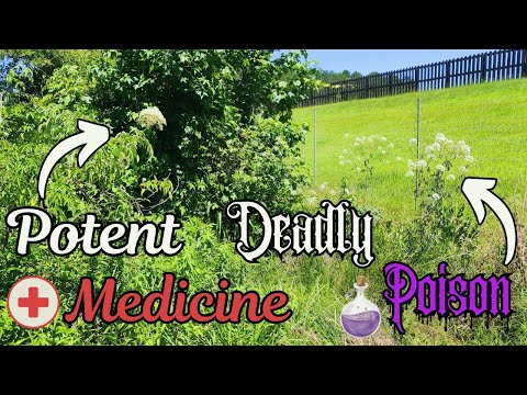 Poison Water Hemlock vs Elderberry (Side-by-Side Detailed Comparison)