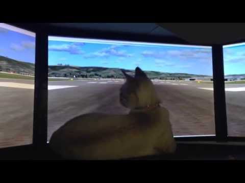 Emilia The Cat Scared by Flight Simulator Take Off