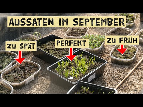 Sowing in September - you can sow these vegetables now for autumn and winter.