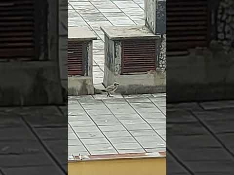 where do seagulls nest? #shorts #short