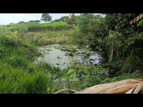 Sítio de 2 hequitares a venda em Brejão PE a 1.5 Km da BR e3.5 da cidade Brejão (87)981295562!