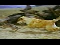 Closing To Old Yeller 1991 VHS