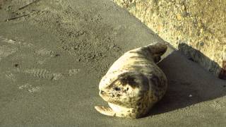 preview picture of video 'Harbor Seal pup at Des Moines Beach Park, Washington'