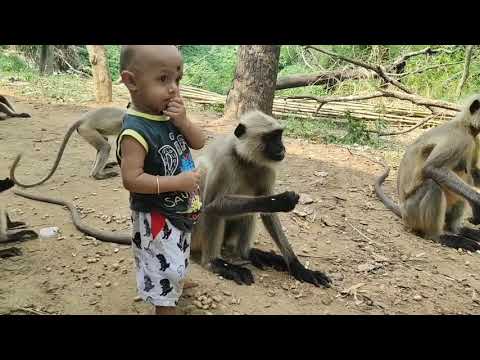 There is no definition of Love||When langoors comes the kid comes and meet freely