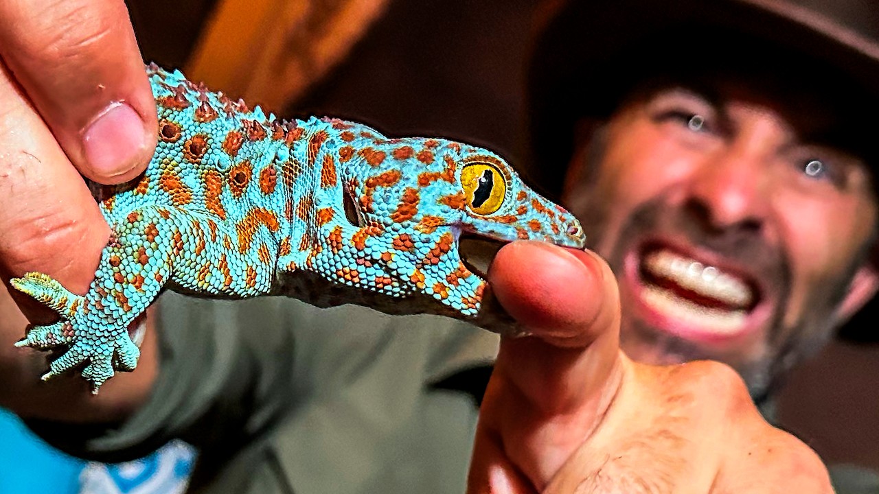 Bitten by an Angry Gecko!