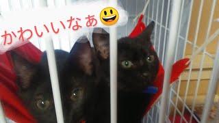 猫動画 なにもしてないけど可愛すぎる よっぴぃ動画