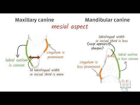 Differences between Maxillary Canine & Mandibular Canine