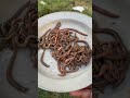 Worms