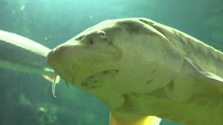 preview picture of video 'Poroszló - Öko centrum - Akvárium - Beszélő hal'