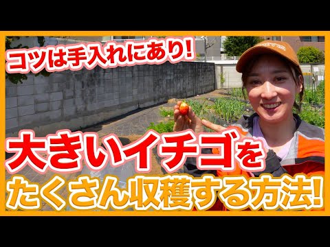 いつイチゴを移植するのか 移植システムは収穫を最適化する なぜ