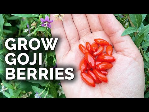 6 Watermelon Growing Mistakes To Avoid 