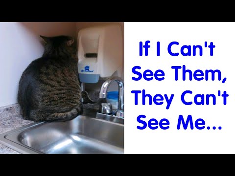 Hiding Spots That Funny Cats Have Found While Avoiding The Dreaded Vet - Funny Pet