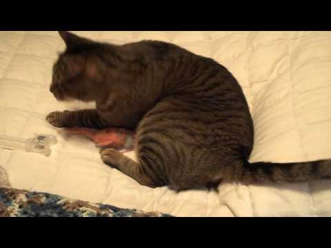 Taren & Fishy 1 (2.0)