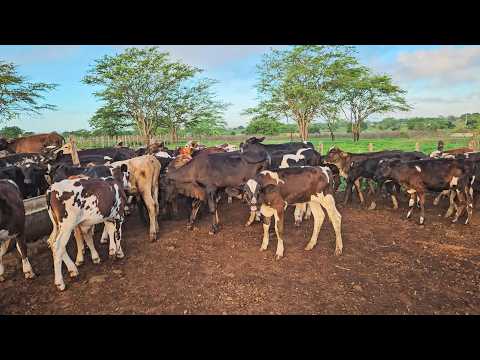 LOTE DE 120 BEZERROS JOVENS, FAZENDA ZÉ DE DANDA EM CACHOEIRINHA PE!!!