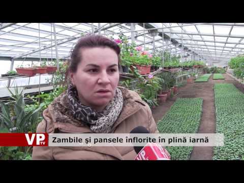 Zambile şi pansele înflorite în plină iarnă