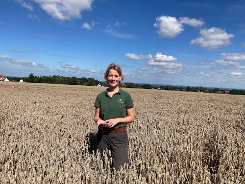 Feldexkursion 239: hohe Weizenqualität, so absichern!