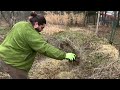 Osage Orange - Simple Method for growing from seed