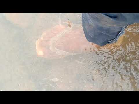 baida a rong a lang roi