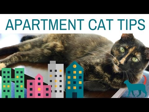 5  APARTMENT CAT TIPS! (tips for enriching your cat's environment)